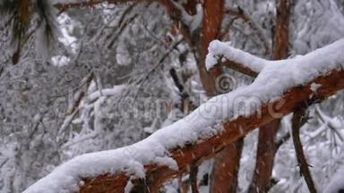 一棵松树的树干，冬天降雪时被雪覆盖。 慢动作